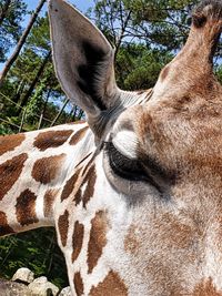 Close-up of a horse