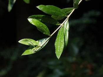 Close-up of wet leaves