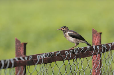 Close-up of bird perching on fence