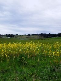 Scenic view of oilseed rape field against sky