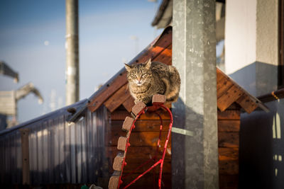 Tabby cat on a bench outdoors