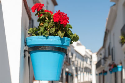 Close-up of potted plant against building