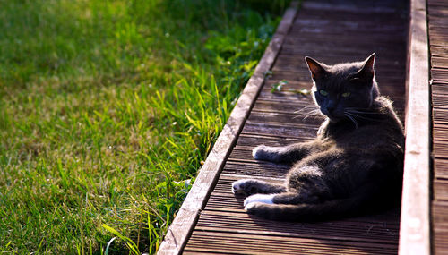 High angle portrait of cat lying on steps in back yard