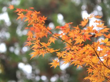 Close-up of maple leaves during autumn