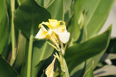 Close-up of yellow flowering plant