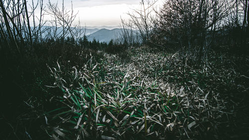 Close-up of plants on field against sky