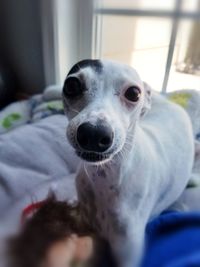 Close-up portrait of dog at home