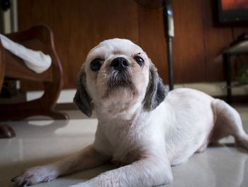 Close-up portrait of dog sitting at home