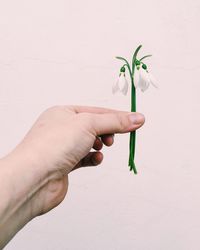 Close-up of hand holding flower over white background