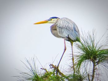 Bird perching on a plant