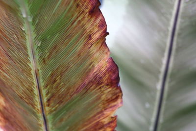 Close-up of leaves