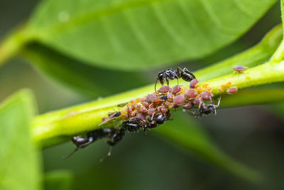 Close-up of ant on leaf