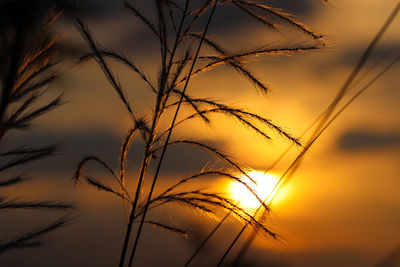 Low angle view of silhouette plants against orange sky