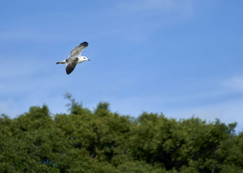 Low angle view of seagull flying