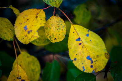 Close-up of fruits growing on plant
