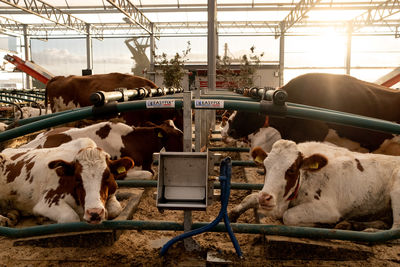 View of cows in pen