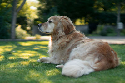 Side view of dog resting on grassy field