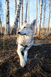 Dog sitting in forest