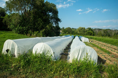 View of an organic vegetable garden with white garden covered hoops long rows of tender plants. 