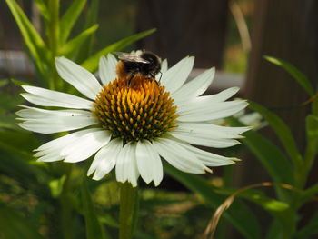 Close-up of butterfly pollinating on flower