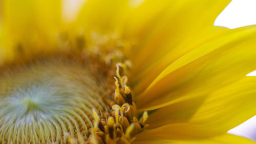 Sunflowers. details with macro lens.