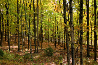 View of trees in forest
