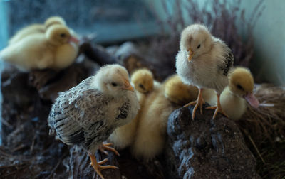 Close-up of young birds