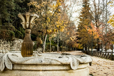 Trees in autumn