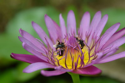 Bees are pollinating natural lotus flowers.