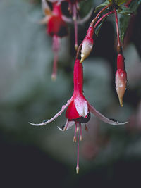 Close-up of wet red flowering plant