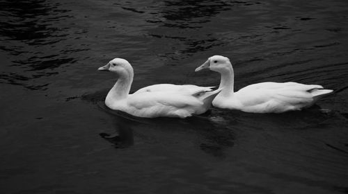 Swans swimming in lake
