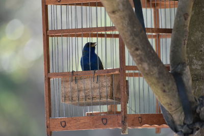 Low angle view of bird perching on tree