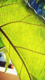 Close-up of green leaf on branch