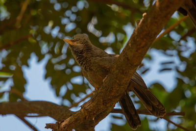 Low angle view of bird perching on branch