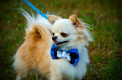 Close-up of dog sticking out tongue on field