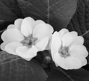 Close-up of white flowers