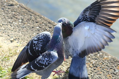 Close-up of birds