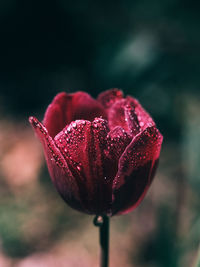 Close-up of red rose