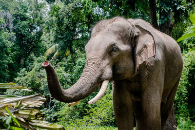 Close-up of elephant in forest