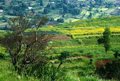 Scenic view of landscape