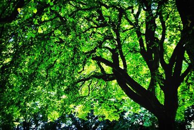 Low angle view of trees in forest