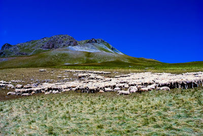 Scenic view of landscape against clear blue sky