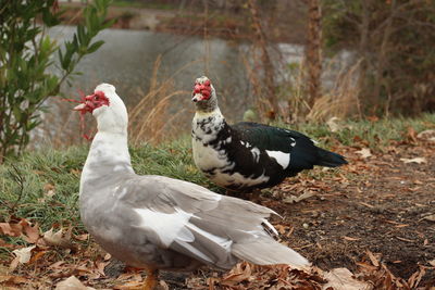 Close-up of birds on field