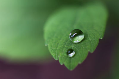 Close-up of wet leaf