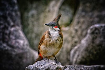 Close-up of bird perching on rock