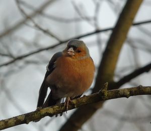 Chaffinch waiting for food