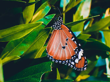 Close-up of butterfly pollinating flower