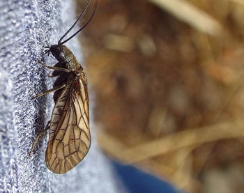 Close-up of butterfly