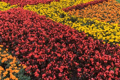 Full frame shot of red flowers