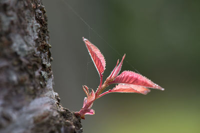 Close-up of caterpillar on leaf